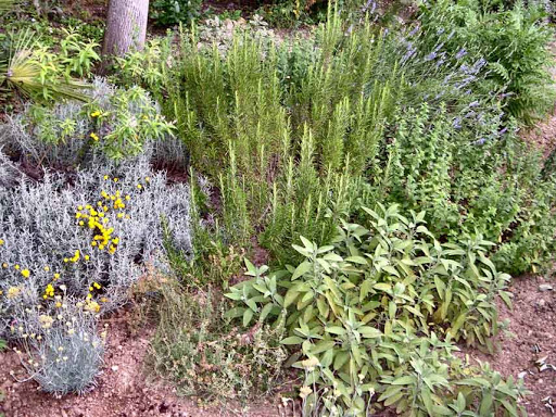 Piante officinali in Calabria: alloro - ARSAC Servizi in Agricoltura  Calabria