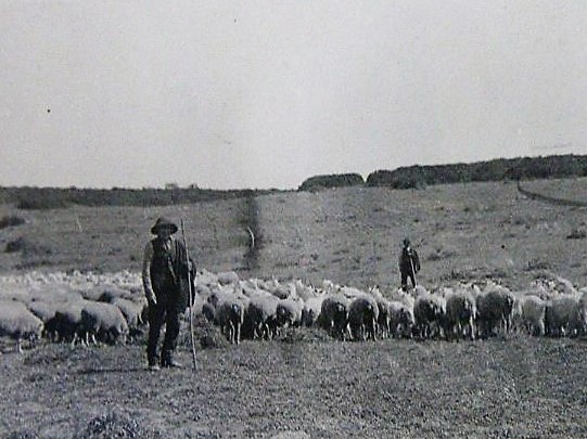 Gregge al pascolo tra le colline crotonesi (foto fornita da Daddo Scarpino).